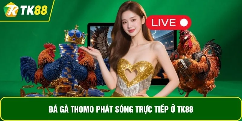 Đá gà Thomo phát sóng trực tiếp ở TK88 Đá gà Thomo phát sóng trực tiếp ở TK88