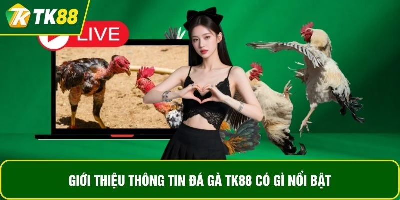 Giới thiệu thông tin đá gà TK88 có gì nổi bật Giới thiệu thông tin đá gà TK88 có gì nổi bật