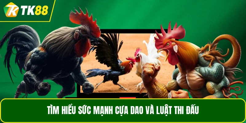 Tìm hiểu sức mạnh cựa dao và luật thi đấu Tìm hiểu sức mạnh cựa dao và luật thi đấu